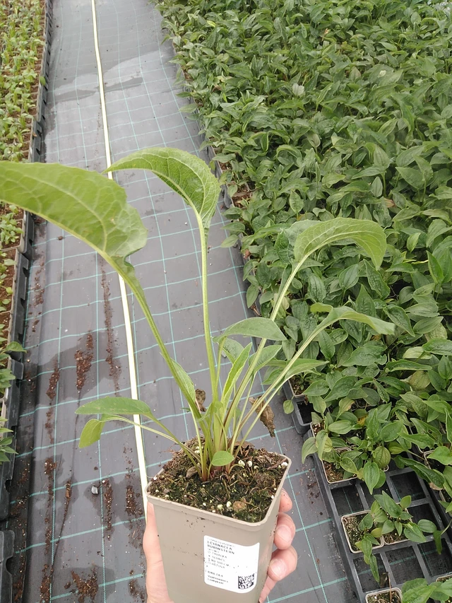 Echinacea Rubinstern - 7. 7. 2025