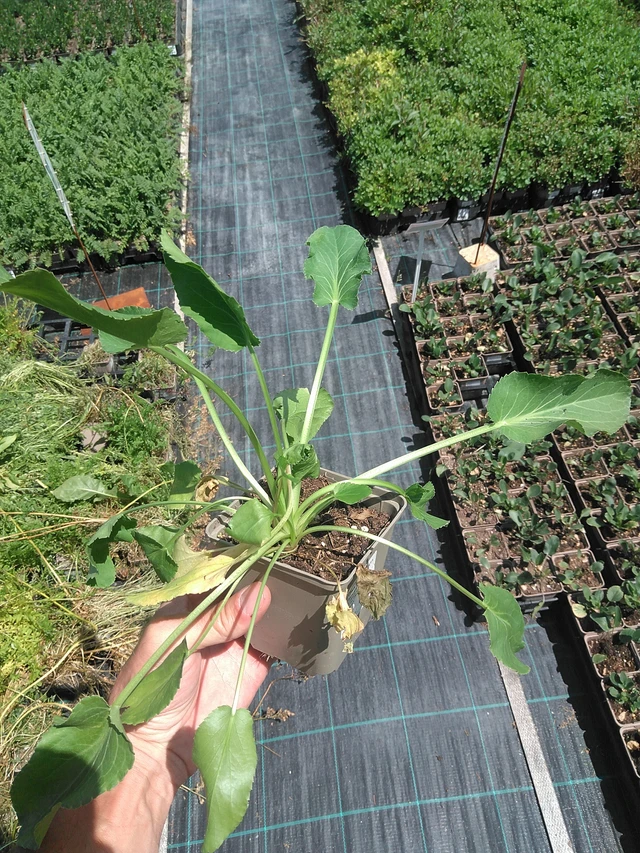 Panicaut plan - 24. 6. 2025