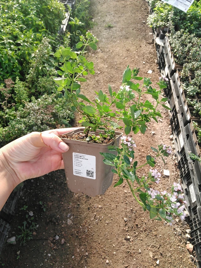 Mejorana Herrenhausen - 19. 8. 2025