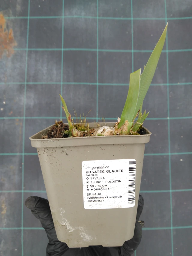 Nőszirom Glacier - 1. 4. 2026