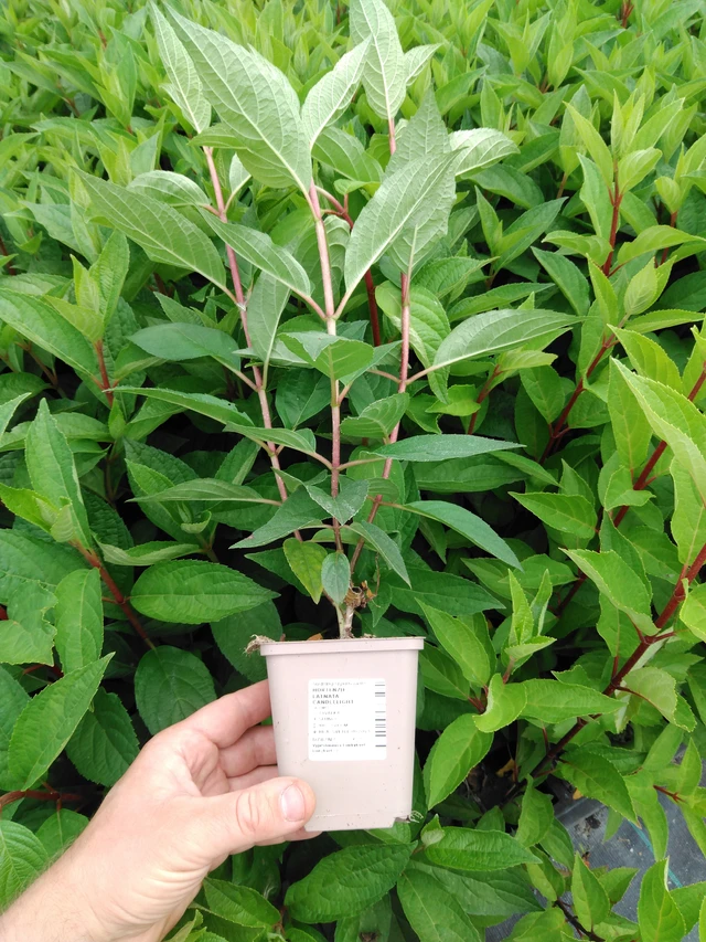 Syyshortensia Candlelight - 2024