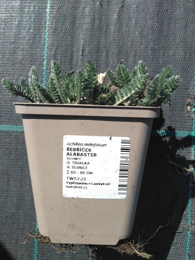 Řebříček Alabaster - 3. 4. 2025