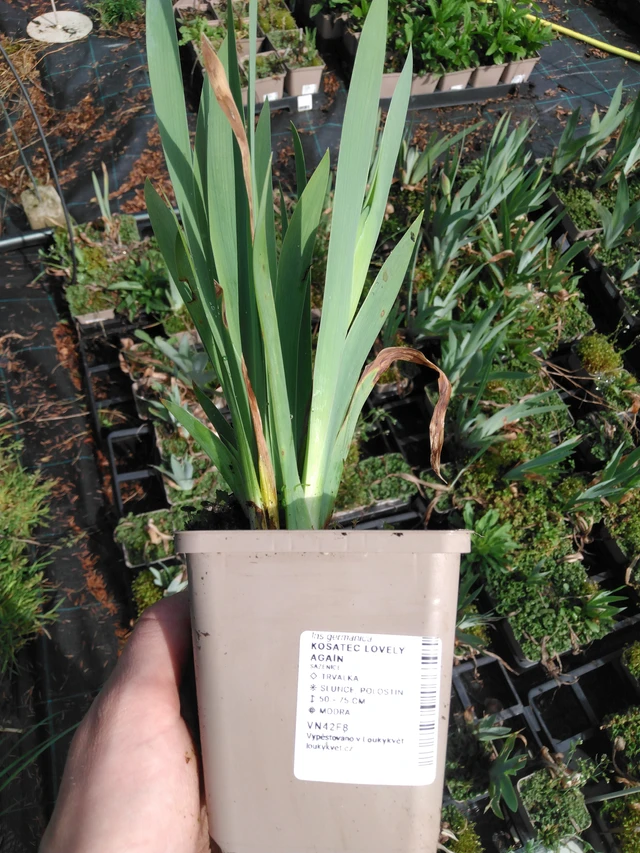 Kosatec Lovely Again - 2024