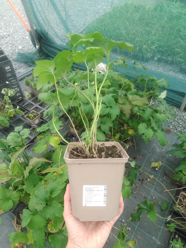 Sasanka japonská Lorelei - 2024