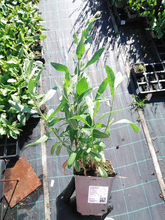 Svíčkovec - 19. 8. 2025