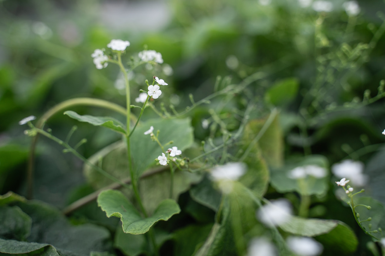 Kaukázusi nefelejcs Betty Bowring, Loukykvět