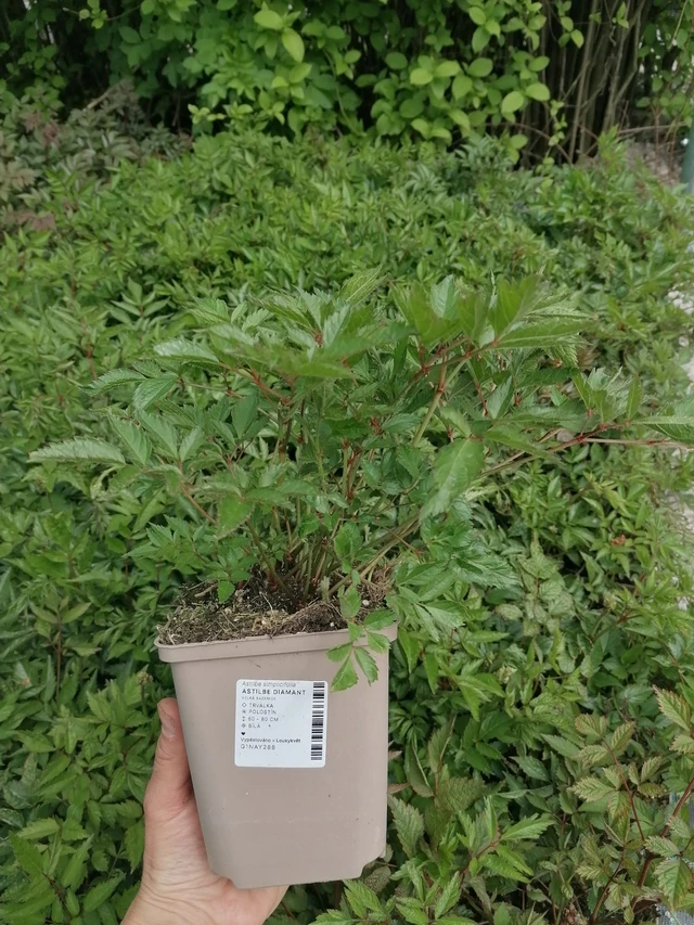 Astilbe Diamant - 2024