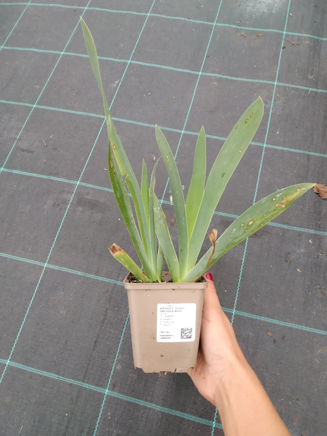 Iiris Sharp Dressed Man - 10. 9. 2025