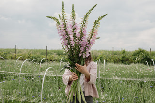 Náprstník Camelot Lavender, Loukykvět