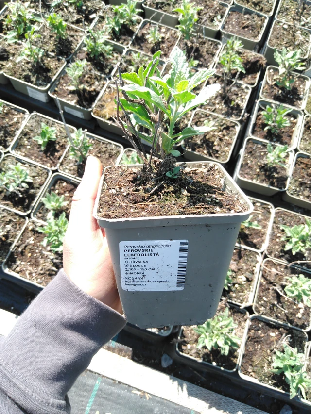 Perovskie lebedolistá - 13. 5. 2025