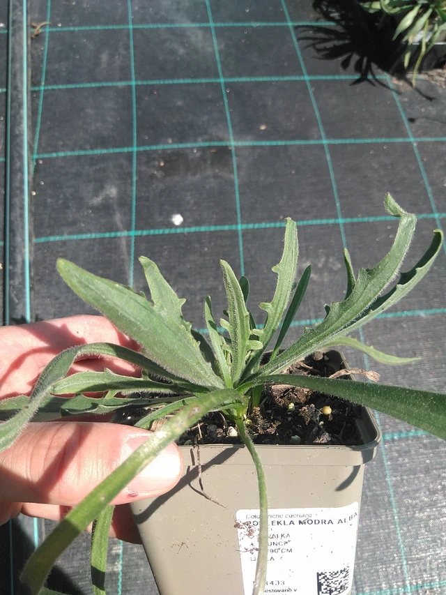 Lobelia azul Alba - 24. 6. 2025