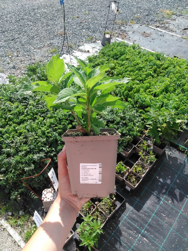 Maitohorsma Atropurpureum - 2024