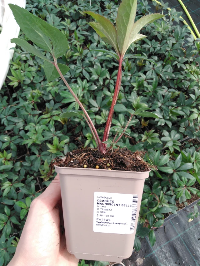 Hellebore Magnificent Bells - 2024