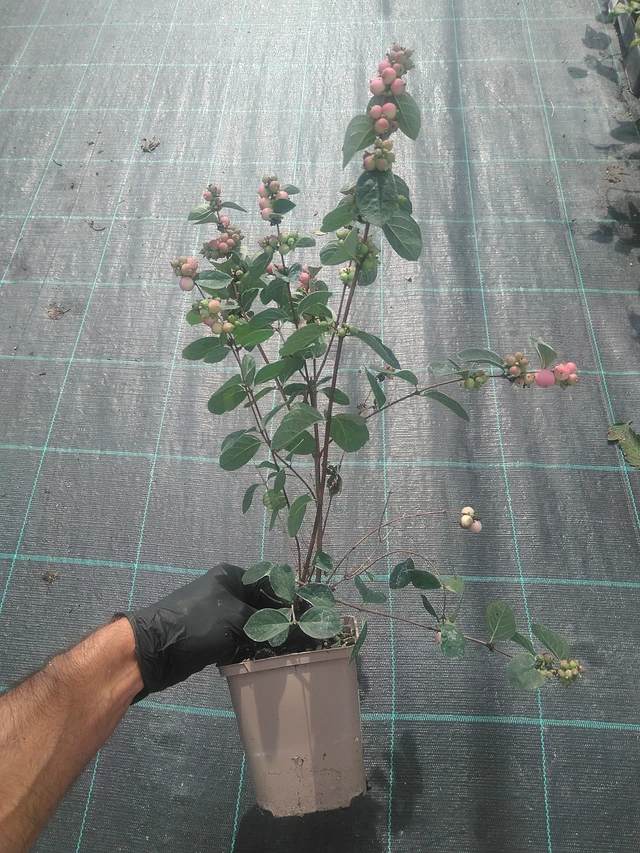 Snowberry Magical Temptation - 10. 9. 2025