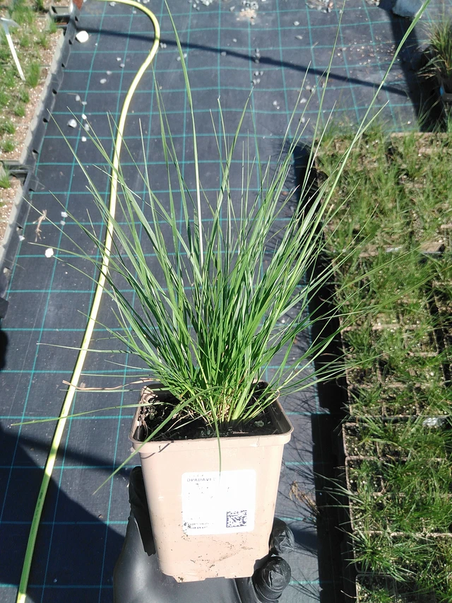 Opadavec - 19. 8. 2025