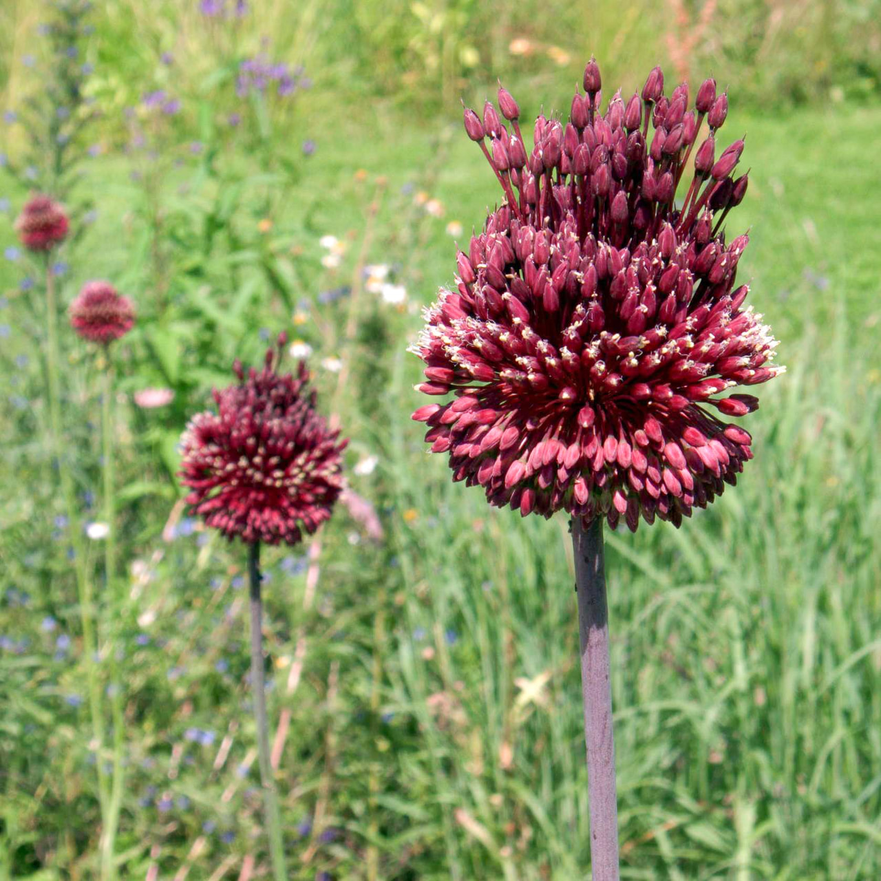 Česnek Red Mohican, Loukykvět