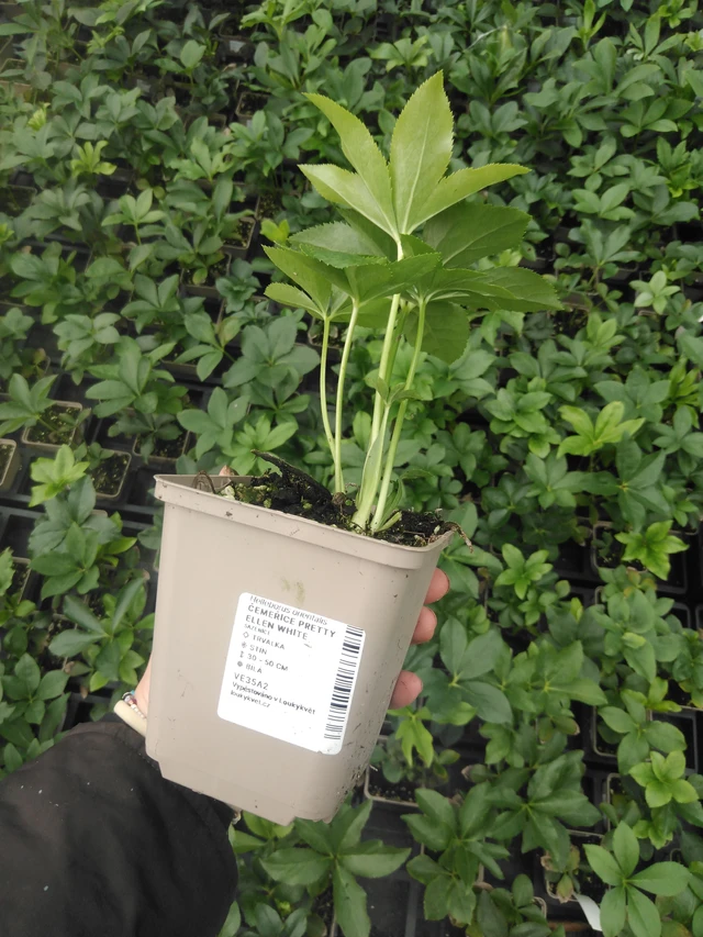 Eléboro Pretty Ellen White - 2024