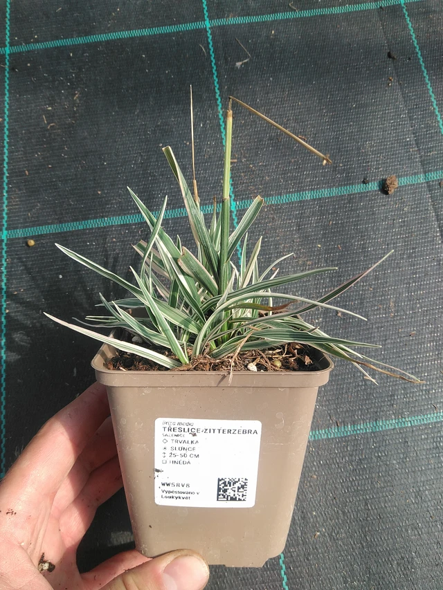 Třeslice Zitterzebra - 30. 6. 2025