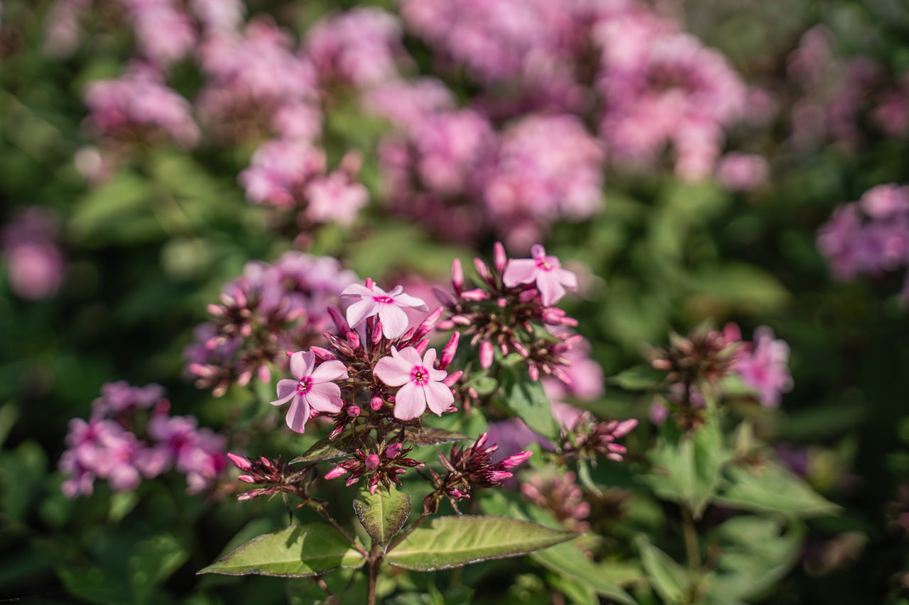 Lángvirág Sweet Summer Melody, Loukykvět