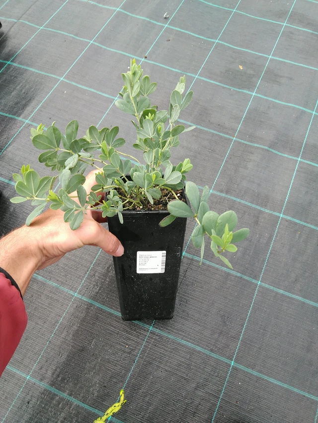 Baptisie Minor - 28. 7. 2025