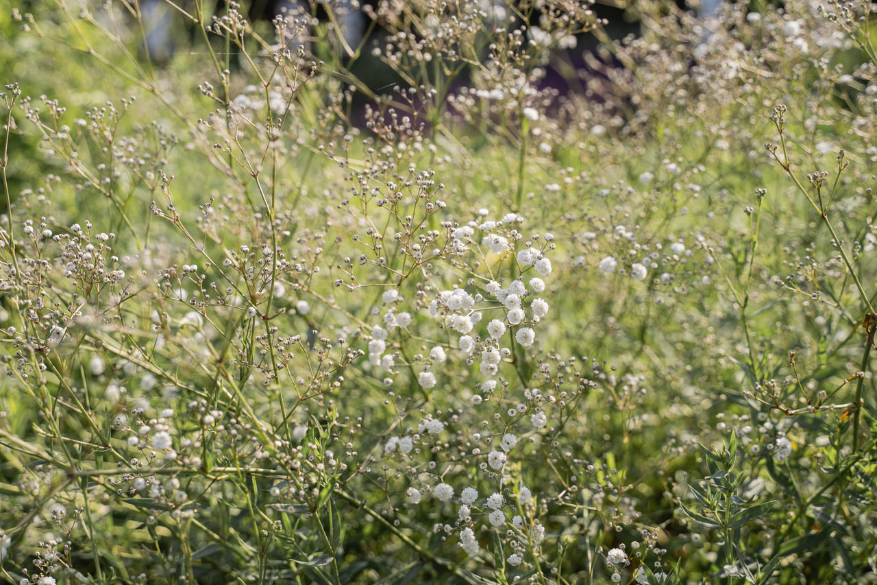 Schleierkraut Perfecta, Loukykvět