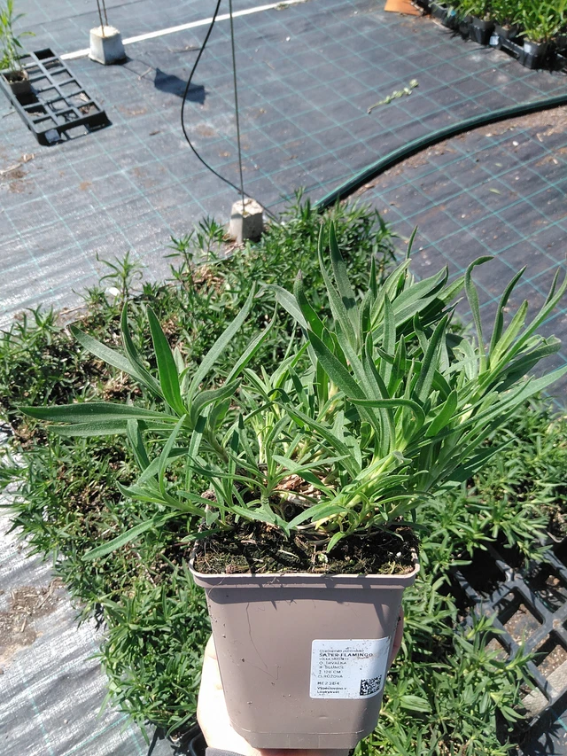 Baby's Breath Flamingo - 13. 5. 2025