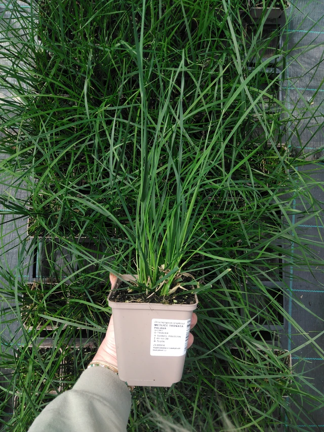 Metlice trsnatá Palava - 2024