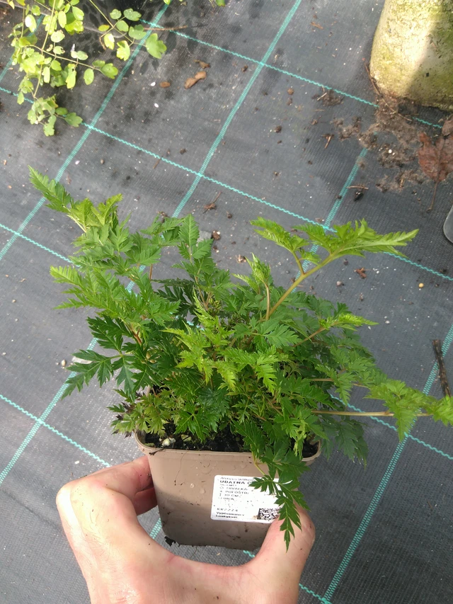 Udatna Charakter - 25. 7. 2025