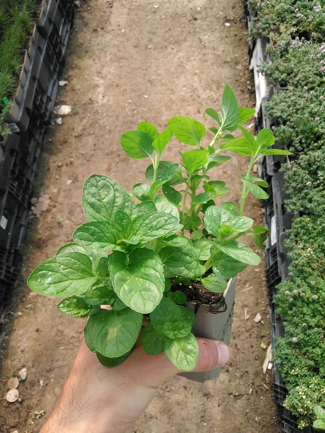 Menta Eau de Cologne - 1. 7. 2025