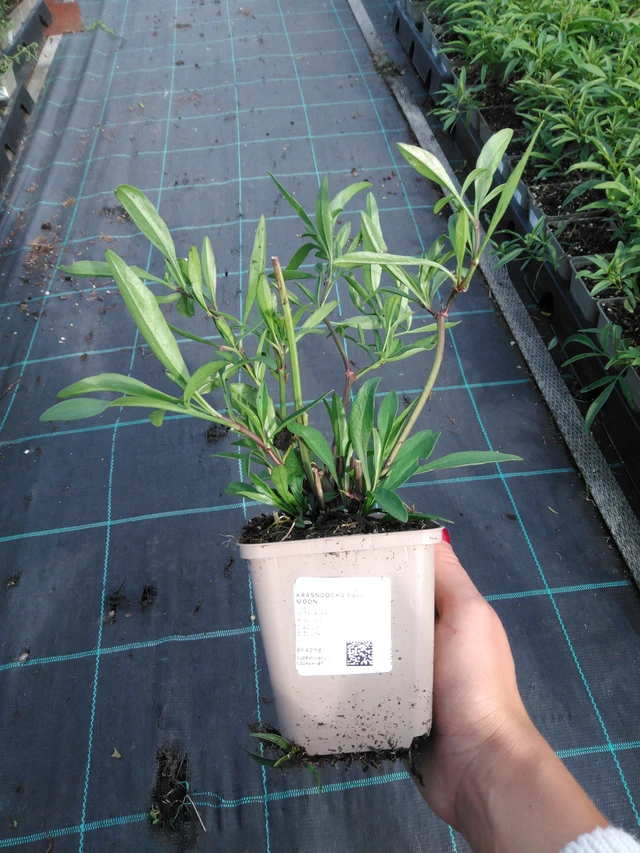 Coreopsis Full Moon - 11. 9. 2025