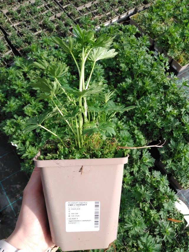 Oměj horský - 2024