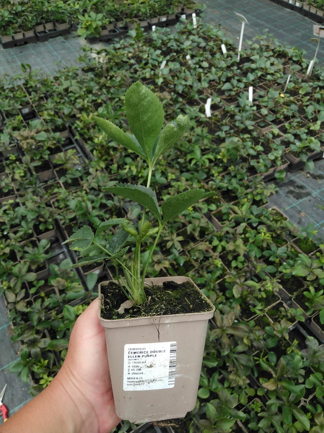 Eléboro Double Ellen Purple - 2024