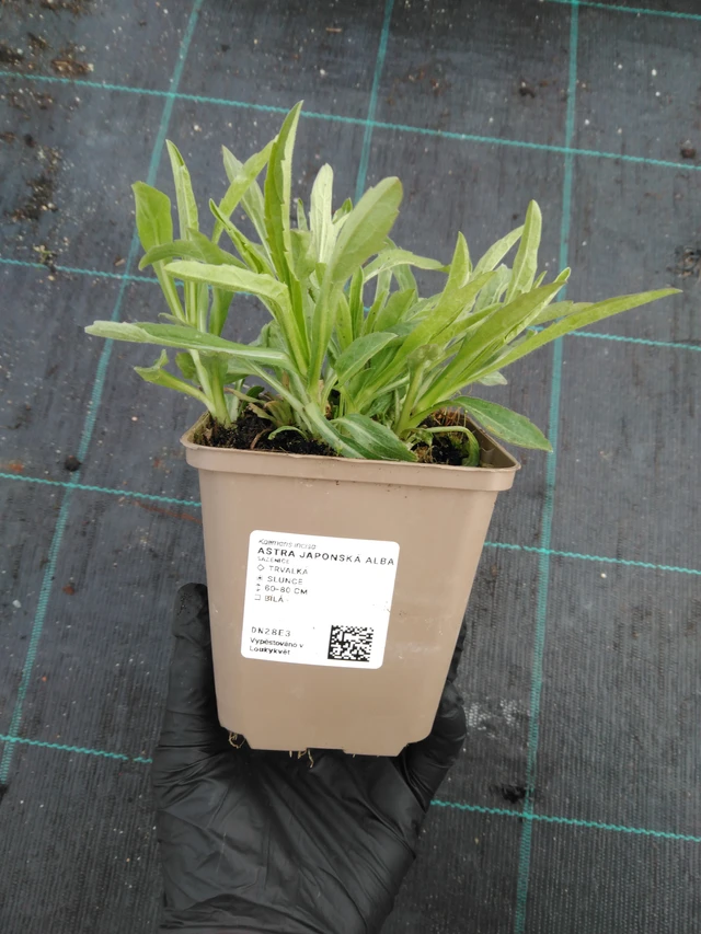 Japán őszirózsa Alba - 1. 4. 2026