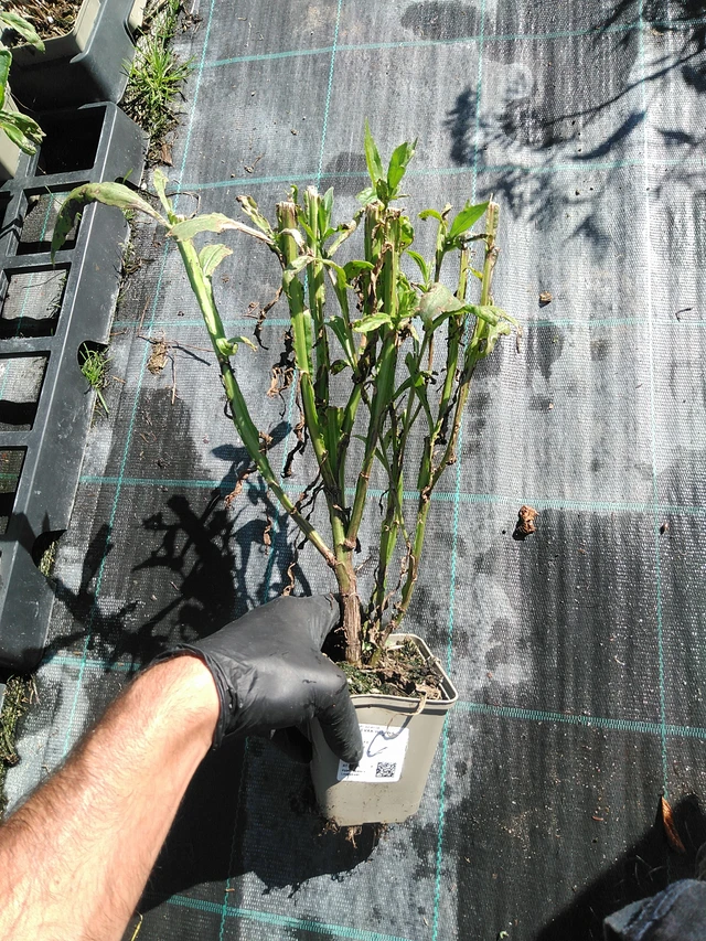 Sneezeweed Helena Gold - 19. 8. 2025