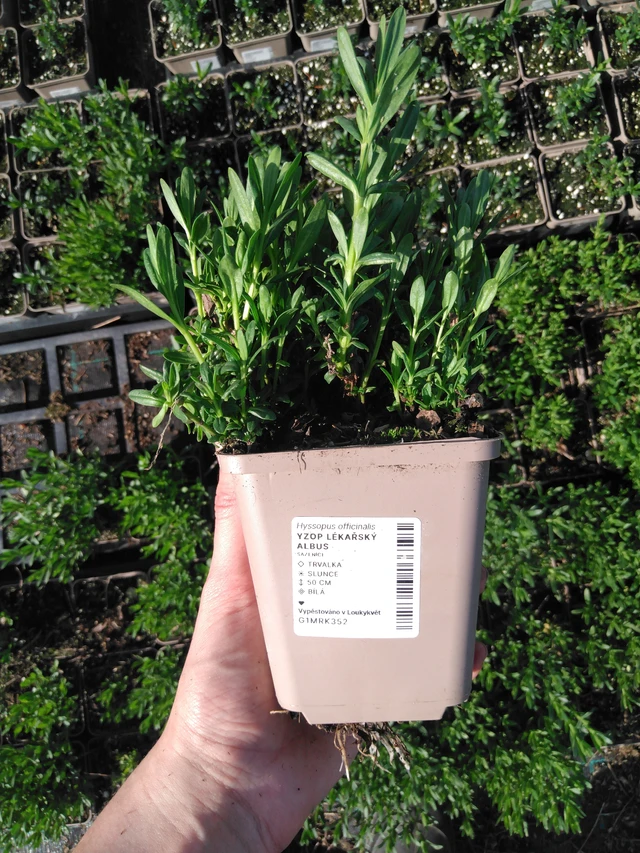 Hyssop lékařský Albus - 2024