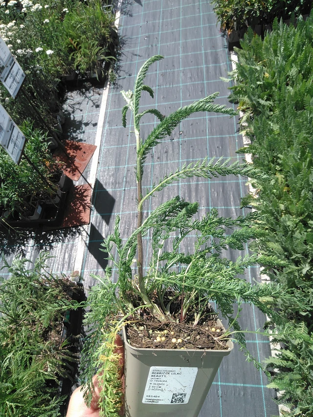 Siankärsämö Lilac Beauty - 24. 6. 2025