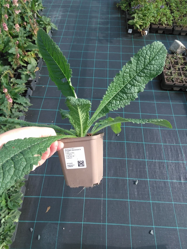 Štětka laločnatá - 11. 7. 2025