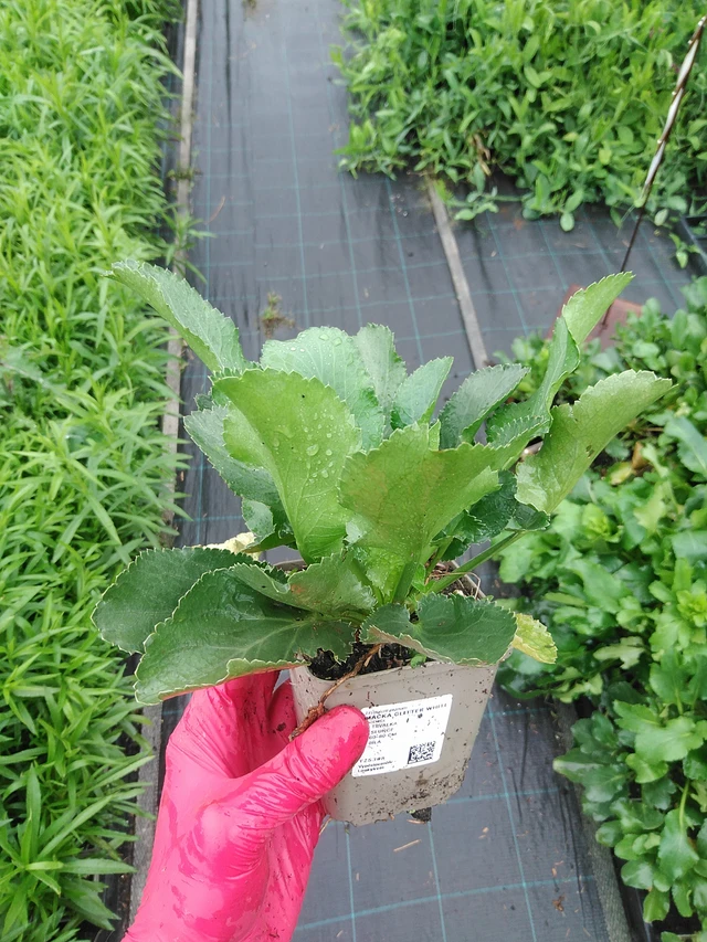 Sinipiikkiputki Glitter White - 29. 7. 2025