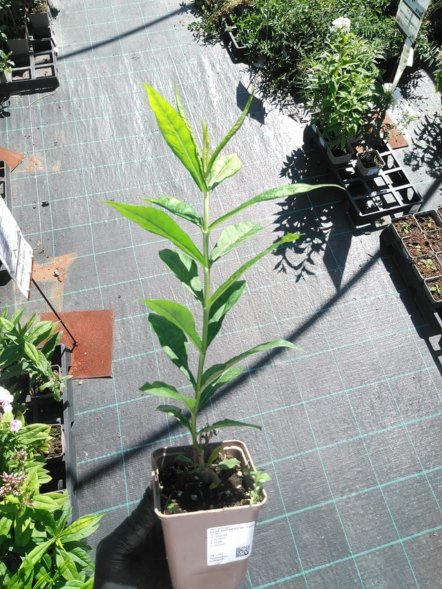 Phlox Duchess of York - 19. 8. 2025