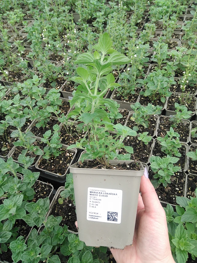 Mirrinminttu White Cloud - 9. 6. 2025