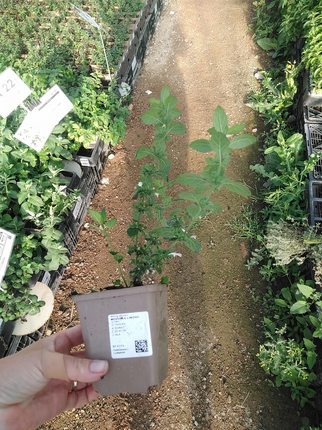 Sitruunamelissa Limonii - 19. 8. 2025