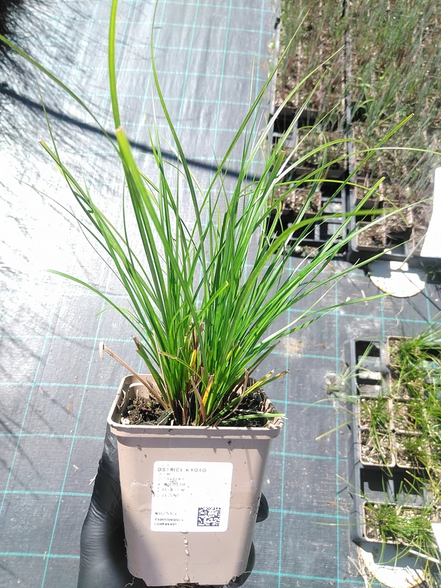 Sarakas Kyoto - 19. 8. 2025