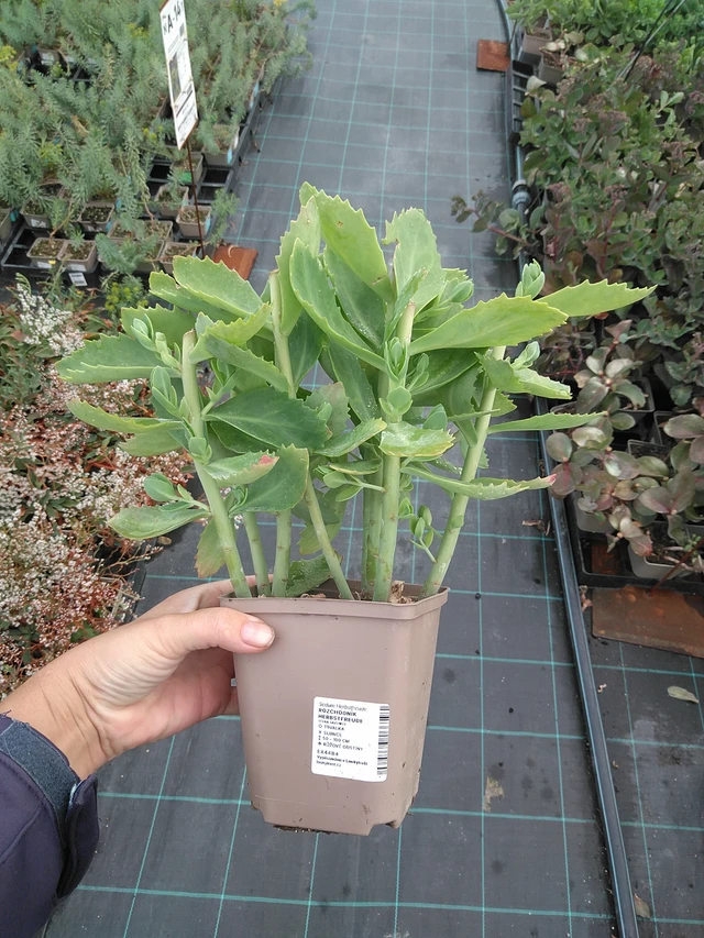 Rozchodník Herbstfreude - 11. 7. 2025