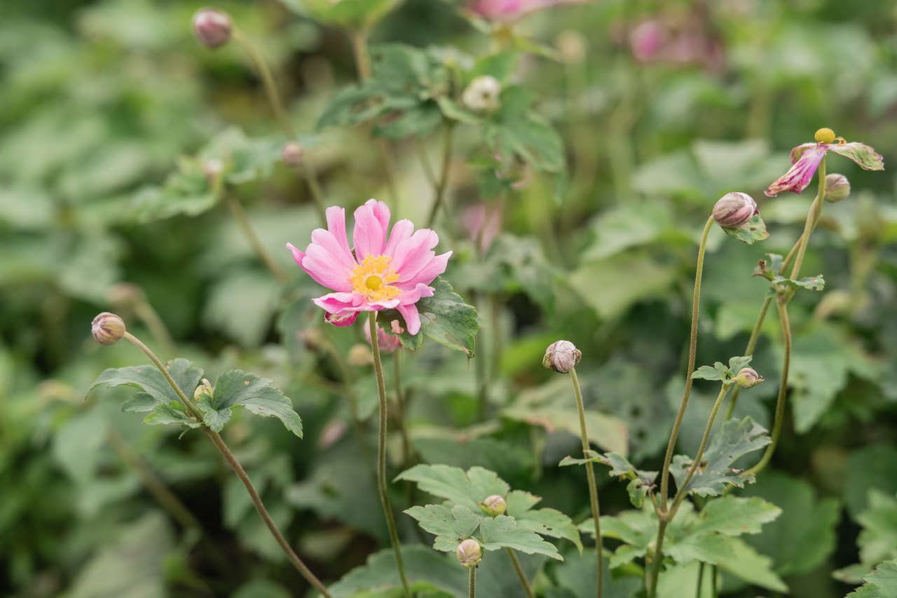 Szellőrózsa Prinz Heinrich, Loukykvět