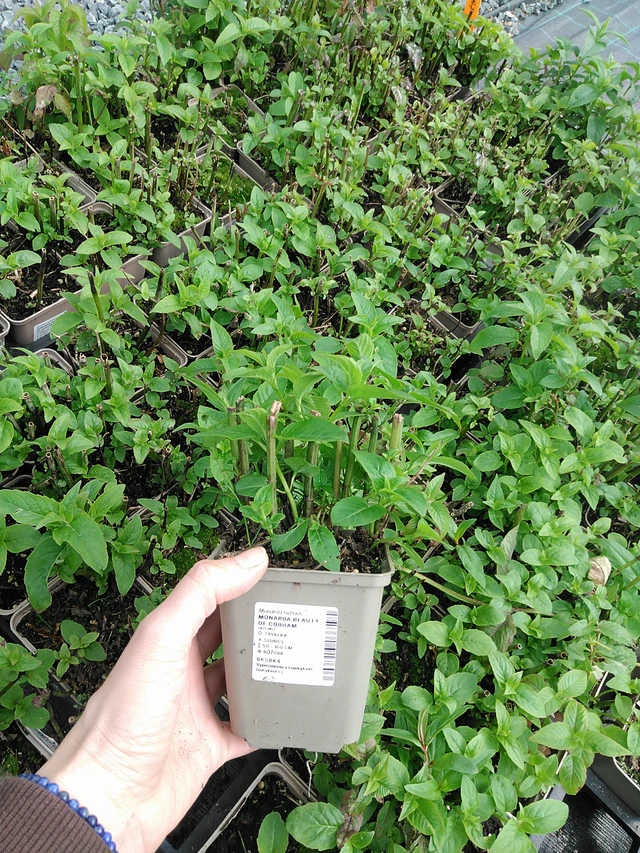 Monarda Beauty of Cobham - 9. 6. 2025