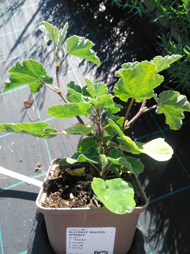 Malvikki Bredon Springs - 19. 8. 2025