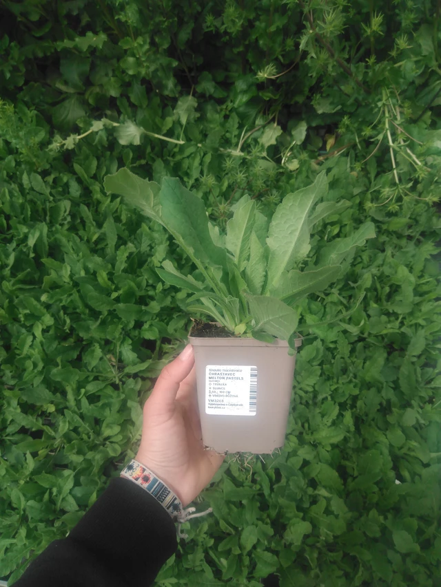 Chrastavec Melton Pastels - 2024