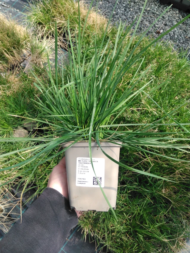 Metlice trsnatá Tauträger - 13. 5. 2025