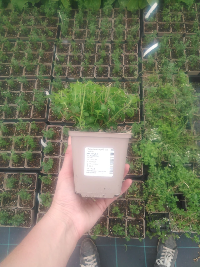 Päivänkakkara rohtopäivänkakkara - 2024