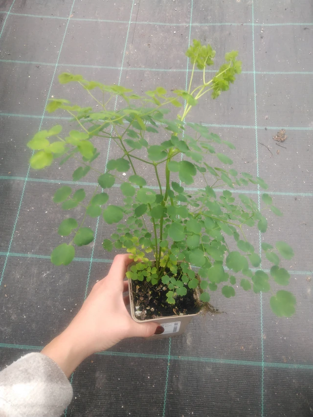 Talictrum Splendide White - 2024